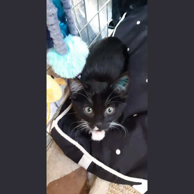 Photo of Rocco