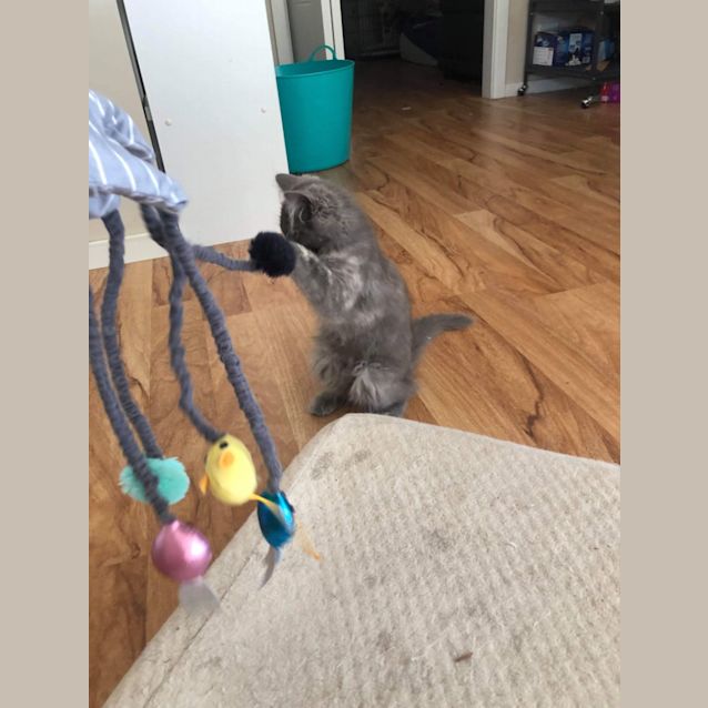 Photo of Nala 
