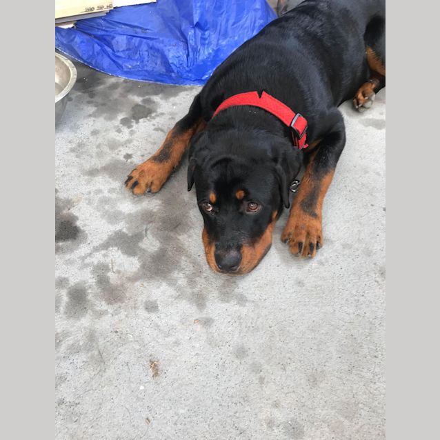 Photo of Duke 