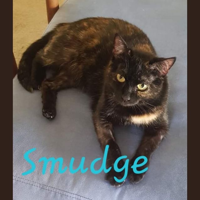 Photo of Smudge