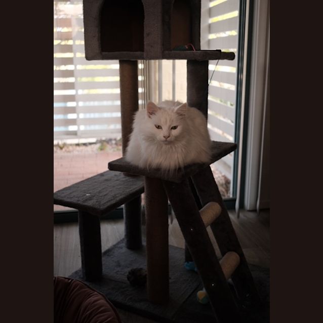 Photo of Snowy
