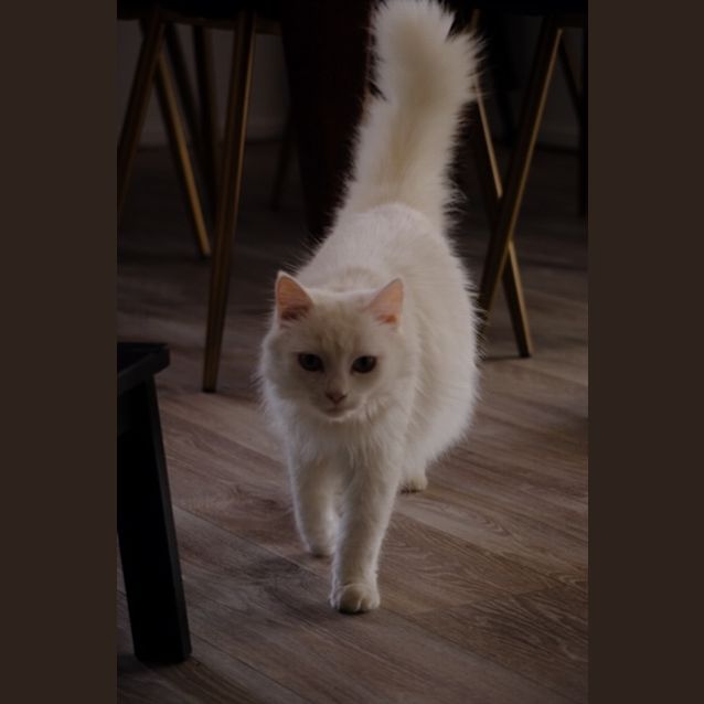 Photo of Snowy