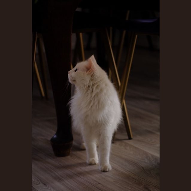 Photo of Snowy