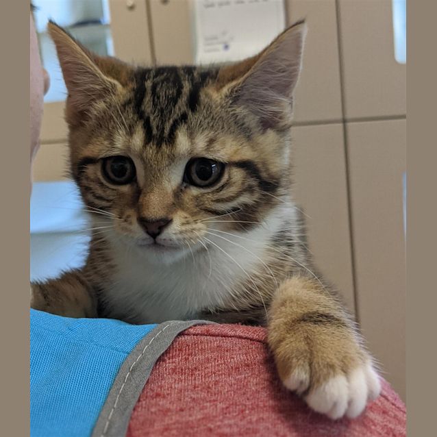 Photo of Pip