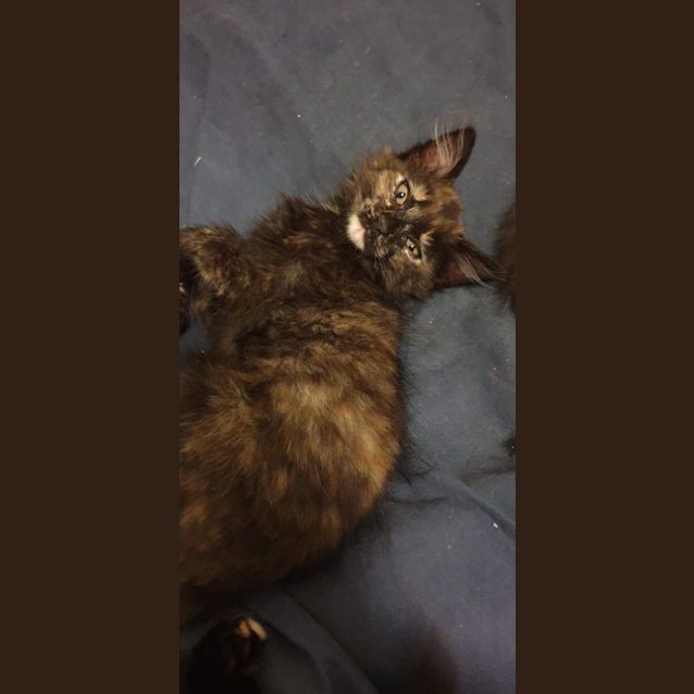 Photo of Tofu