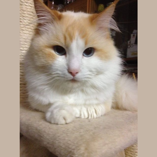 Photo of Rascal 😽