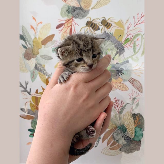 Photo of Star
