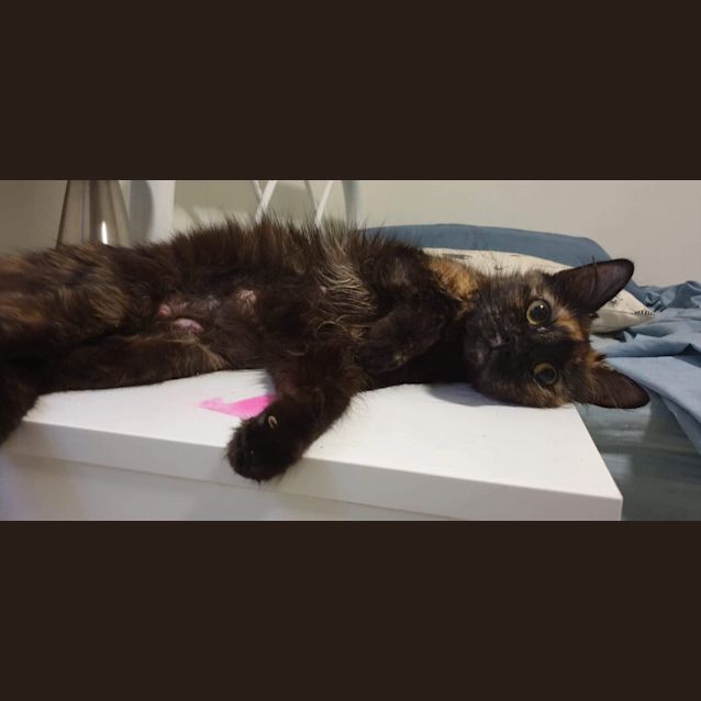 Photo of Sushi