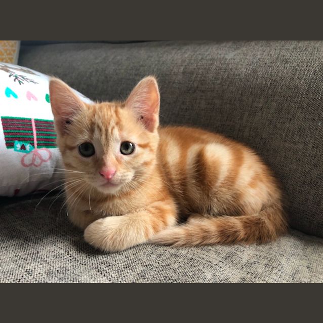 Photo of Gingerbread Girl 