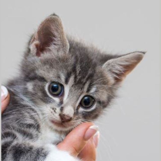 Photo of Jazzy