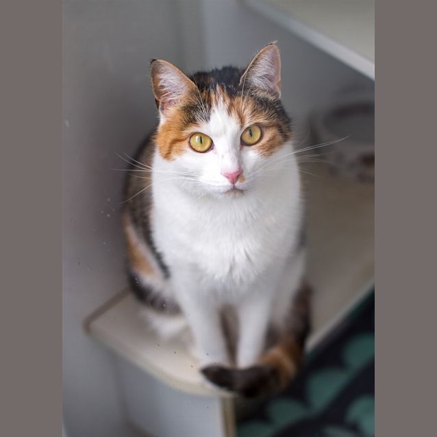 Photo of Pebbles
