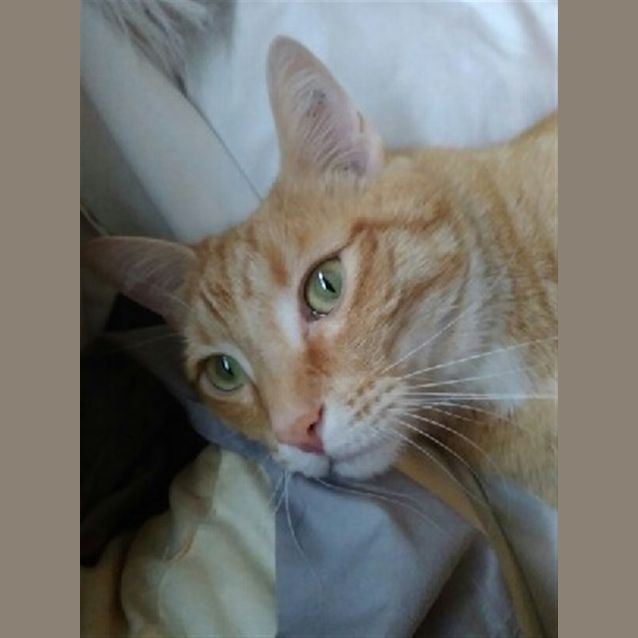 Photo of Archie