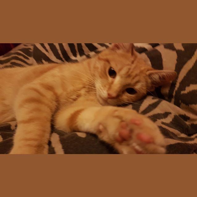 Photo of Nacho