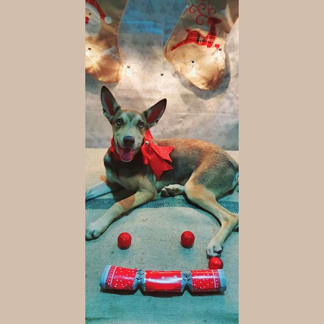 Photo of Coco