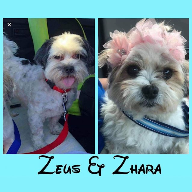 Photo of Zhara & Zeus 🥰