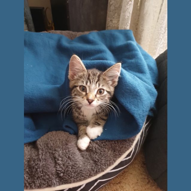 Photo of Loki