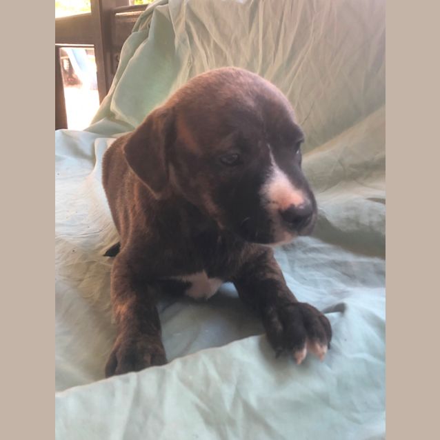 Photo of Ivy