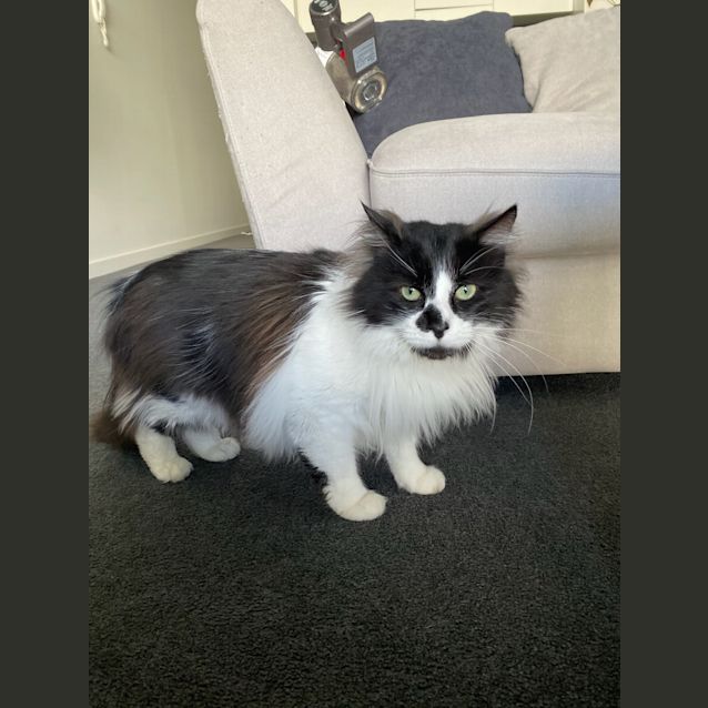 Photo of Prince Put Put ~ 6 Year Old Cat