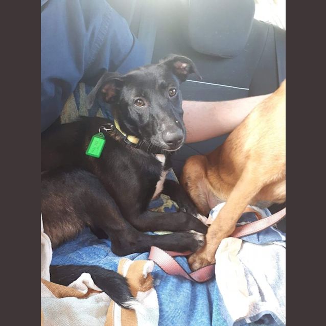 Photo of Puppy Cherry Dl2329