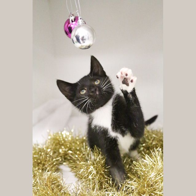Photo of Midnight
