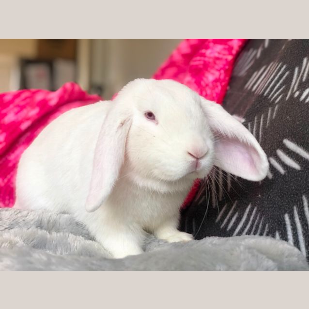 Photo of Miss Cheeky 