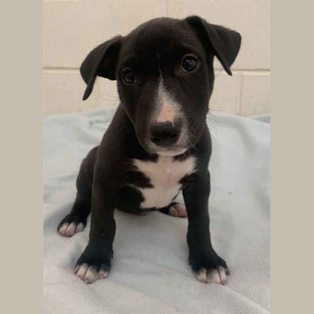 Photo of Gaston