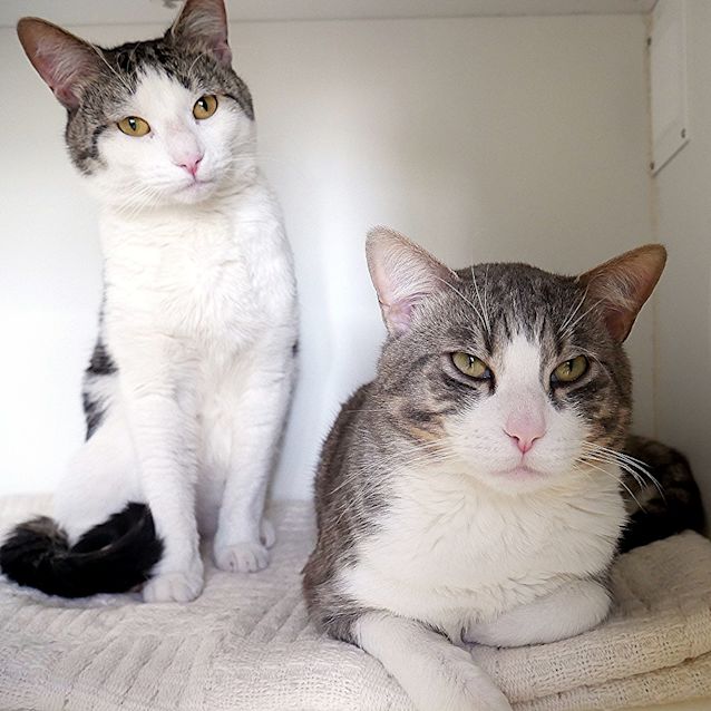 Photo of Pete And Pippin Sta004662 &  Sta004663