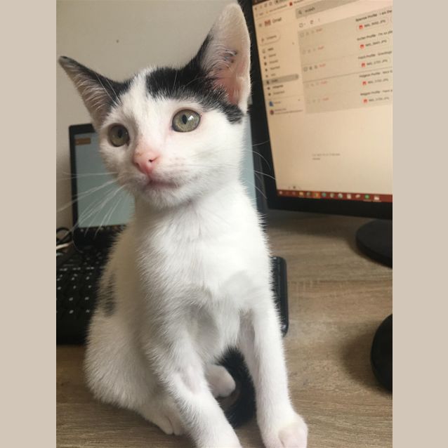 Photo of Magpie