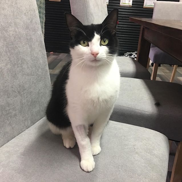Photo of Collie – Meet Me At Neko Hq In Preston 