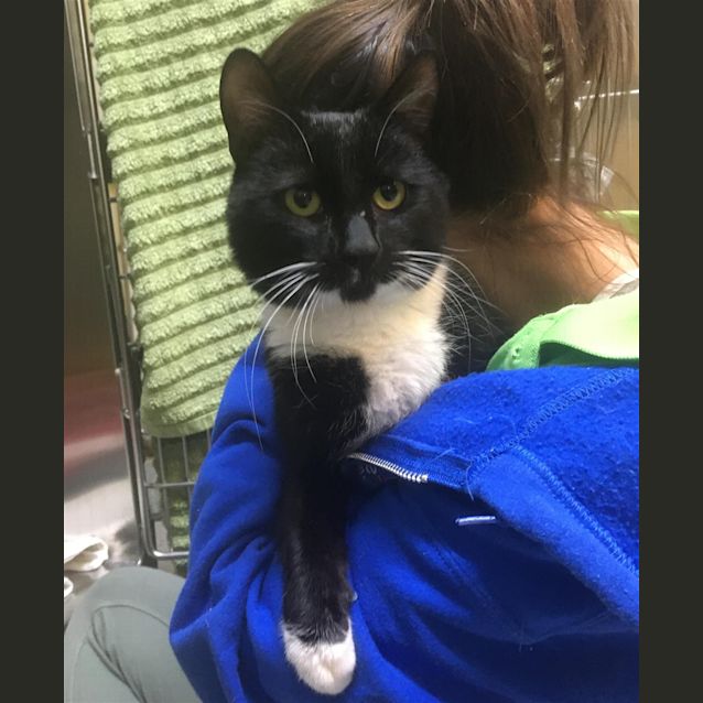 Photo of Mr Mistoffelees