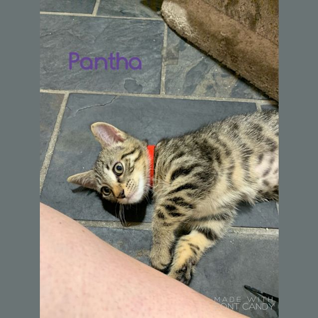 Photo of Pantha
