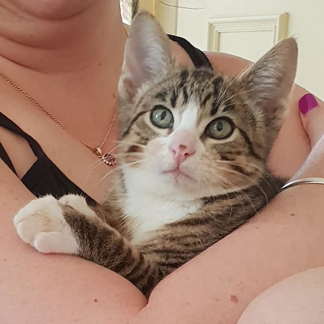 Photo of Oliver (Ollie)