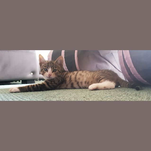 Photo of Oliver (Ollie)