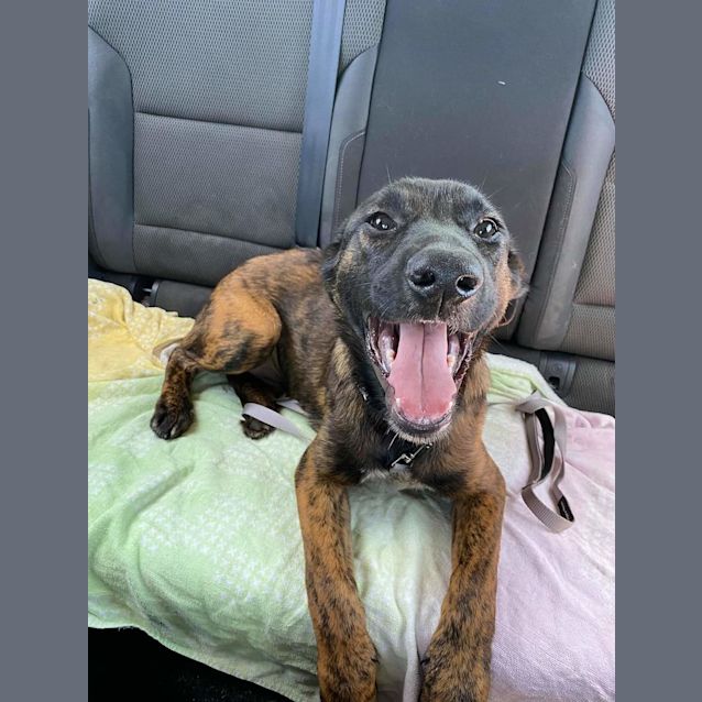 Photo of Puppy Oak Dl2330