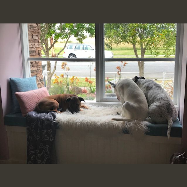 Photo of Bayleaf   Ignores The Cats