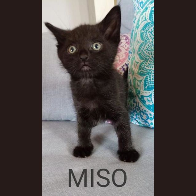 Photo of Miso