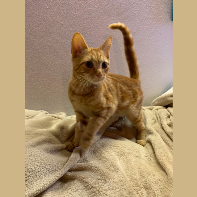 Photo of Toffee