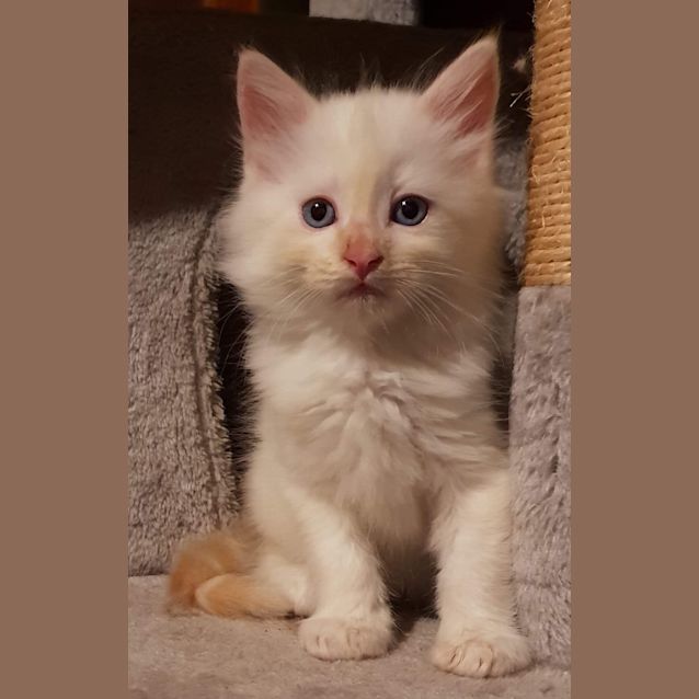 Photo of Cheetos