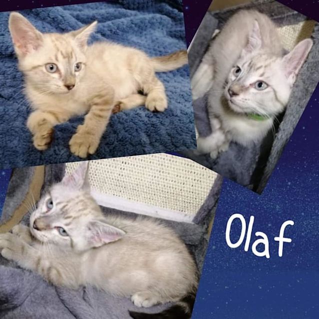 Photo of Olaf