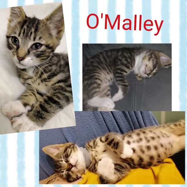 Photo of O'malley