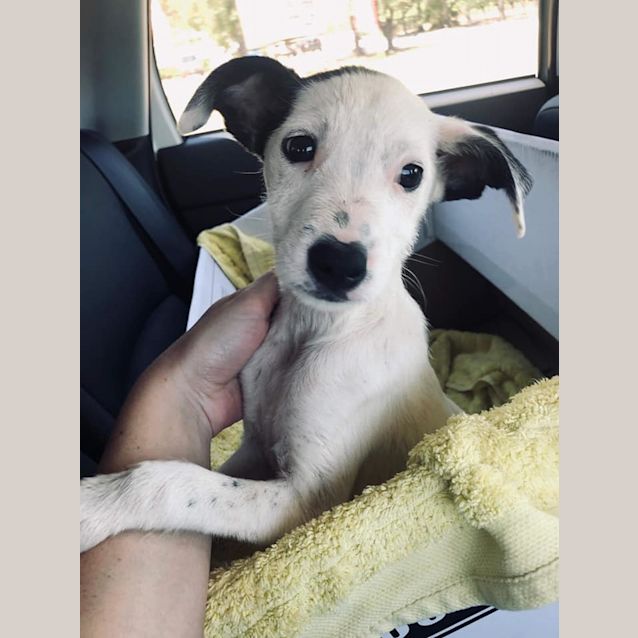 Photo of Puppy Popcorn Dl2334