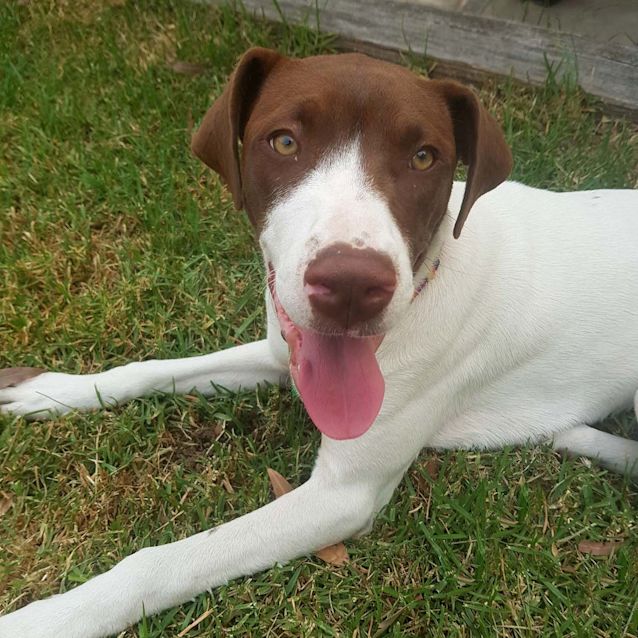 Photo of Oreo ~ 6mo Mastiff X Puppy On Trial 3/1/20