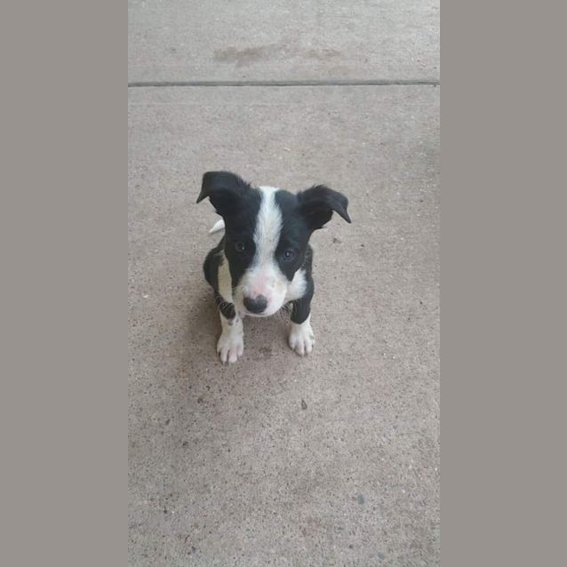 Photo of Sadie