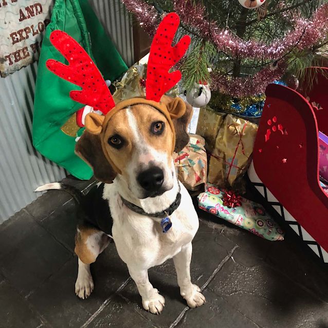 Photo of Kefi ~ 8mo Harrier X Foxhound (On Trial 22/3/20)