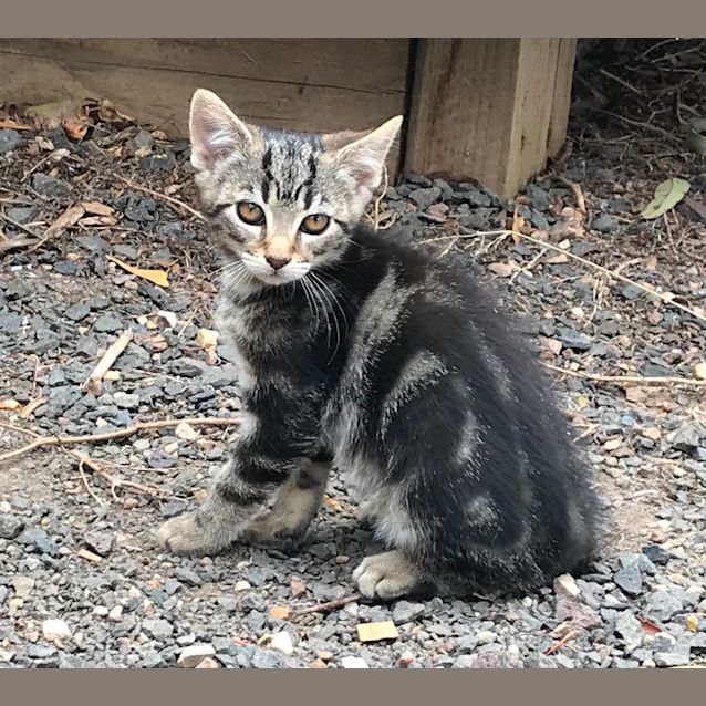 Photo of Savannah