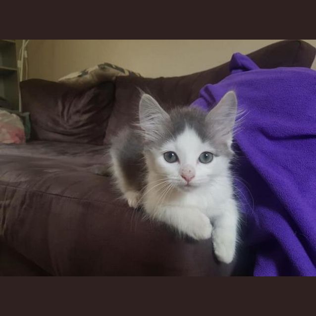 Photo of Opal
