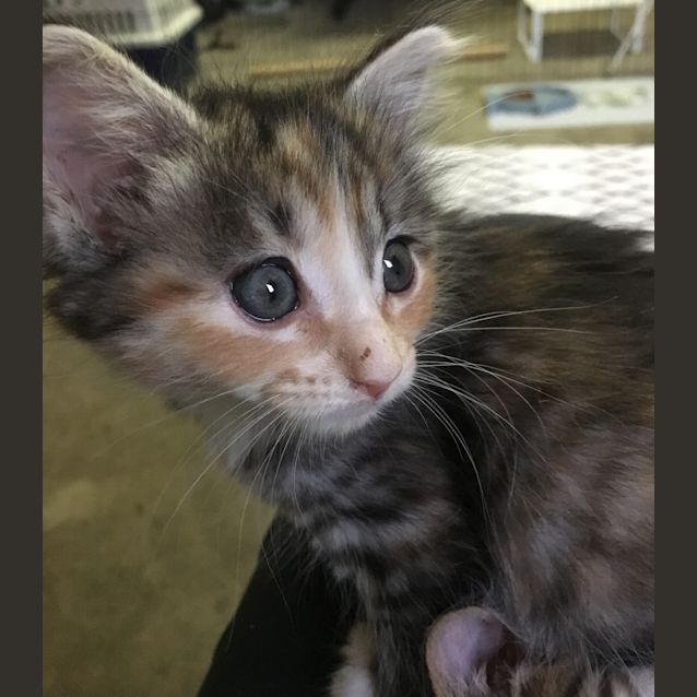 Photo of Sparkle