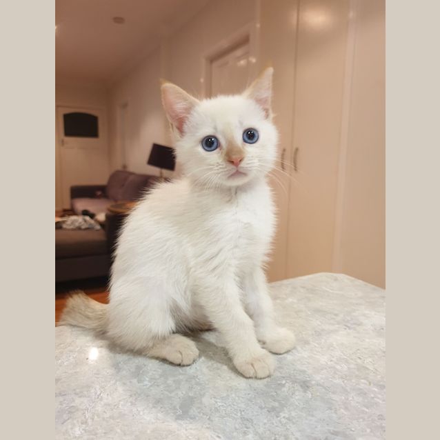 Photo of Casper