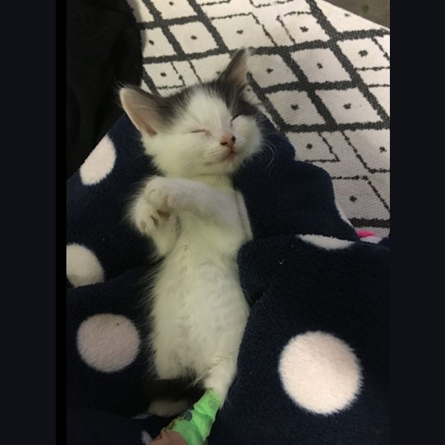 Photo of Poppet