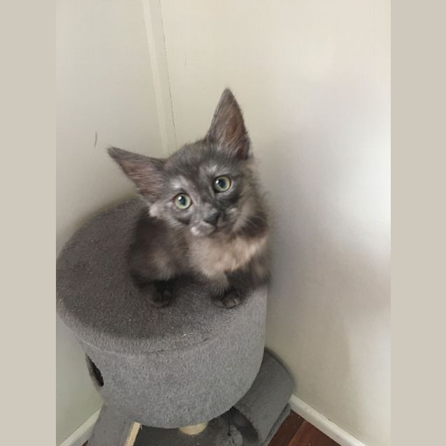 Photo of Jett